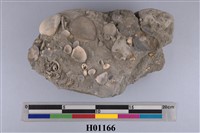 藏品(錐螺.玉螺.凸稜蛤.錦文蛤等化石)的圖片